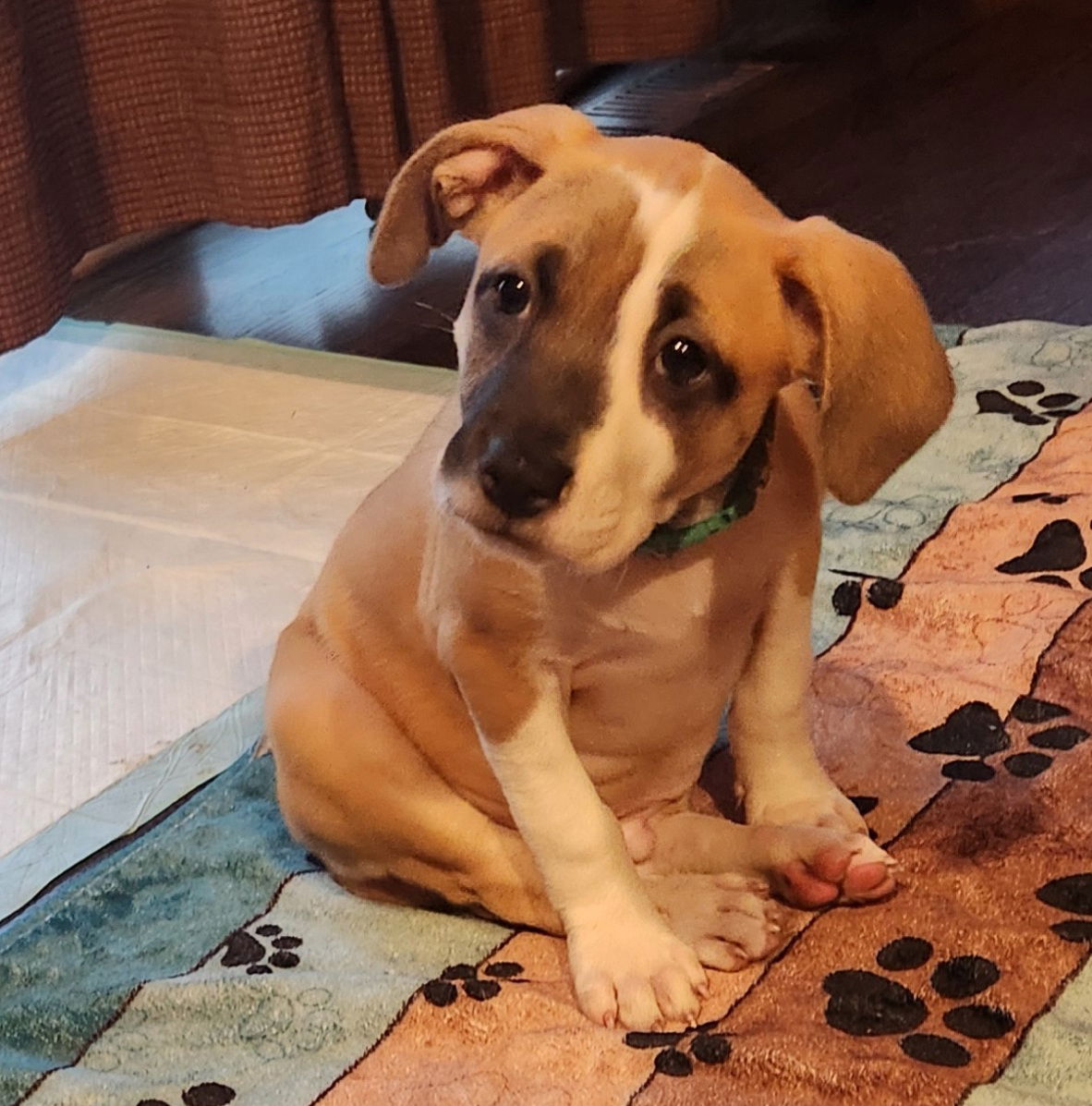 adoptable Dog in Minneapolis, MN named Tennessee