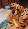 adoptable Dog in  named Tennessee
