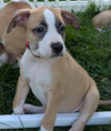 adoptable Dog in  named Red