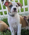 adoptable Dog in  named Lucky