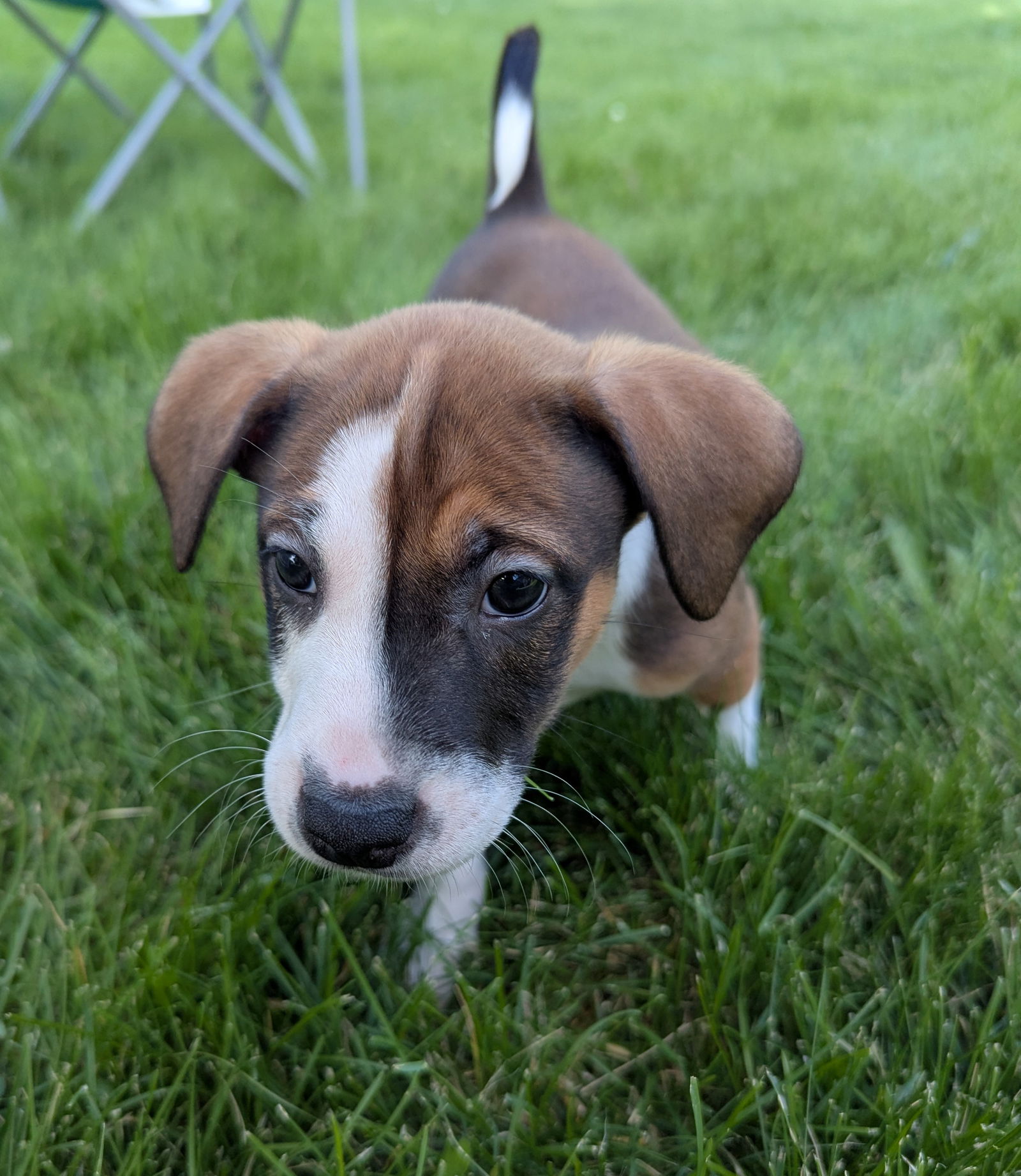 adoptable Dog in Minneapolis, MN named Archer