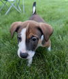 adoptable Dog in  named Archer