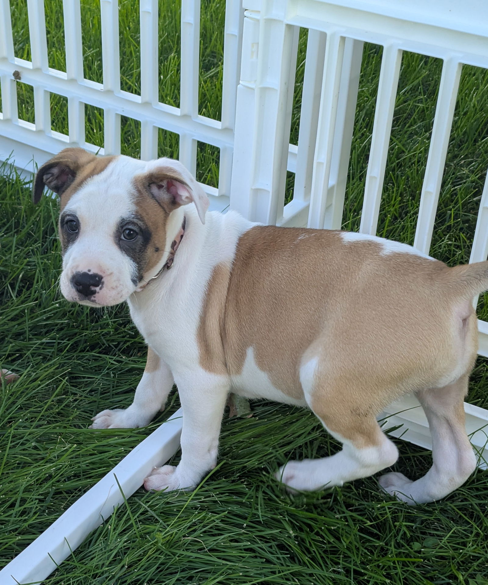 adoptable Dog in Minneapolis, MN named Betty Sue
