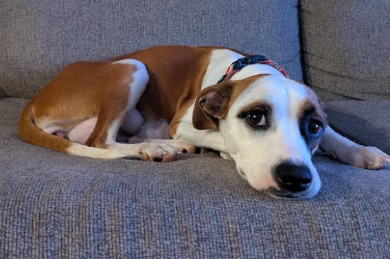 adoptable Dog in Minneapolis, MN named Taylor