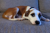 adoptable Dog in  named Taylor