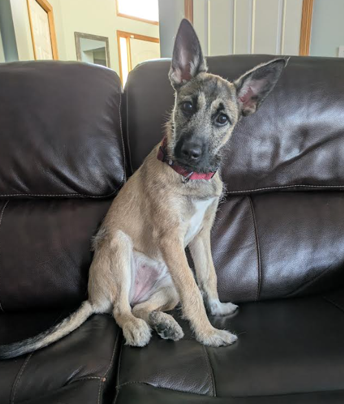 Bambi