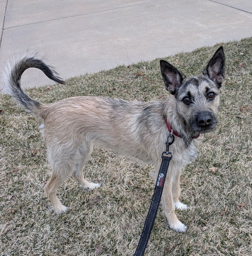 Bambi, an adoptable Terrier in Brooklyn Center, MN