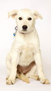 adoptable Dog in , MN named Bristol