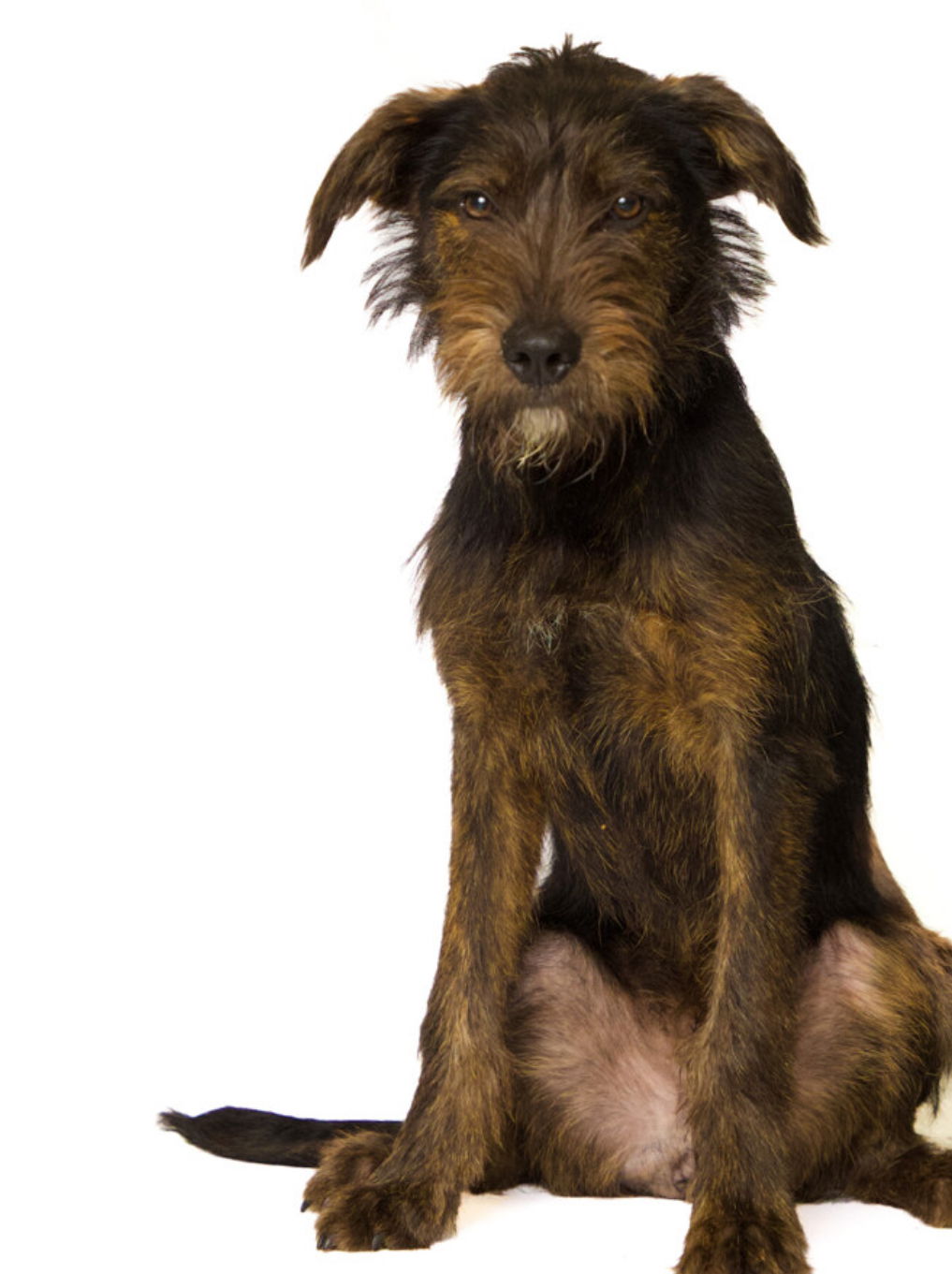 adoptable Dog in Minneapolis, MN named Archie