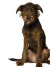 adoptable Dog in , MN named Archie