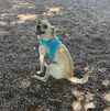 adoptable Dog in , MN named Nicky