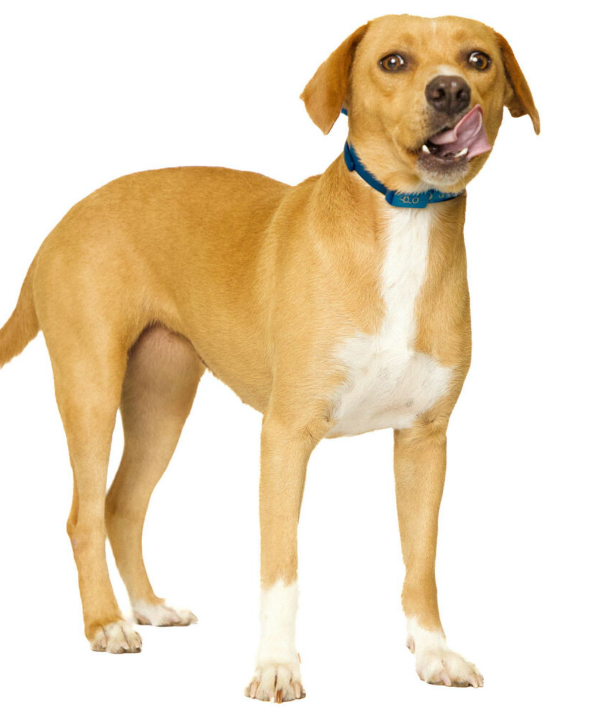 adoptable Dog in Minneapolis, MN named Walker