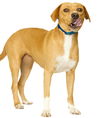 adoptable Dog in , MN named Walker