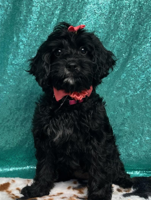 Hazel