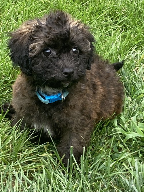 Palmer