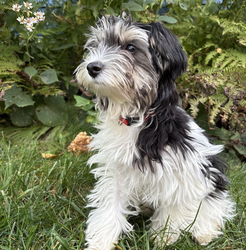 Samson