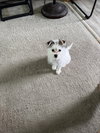 Waldo