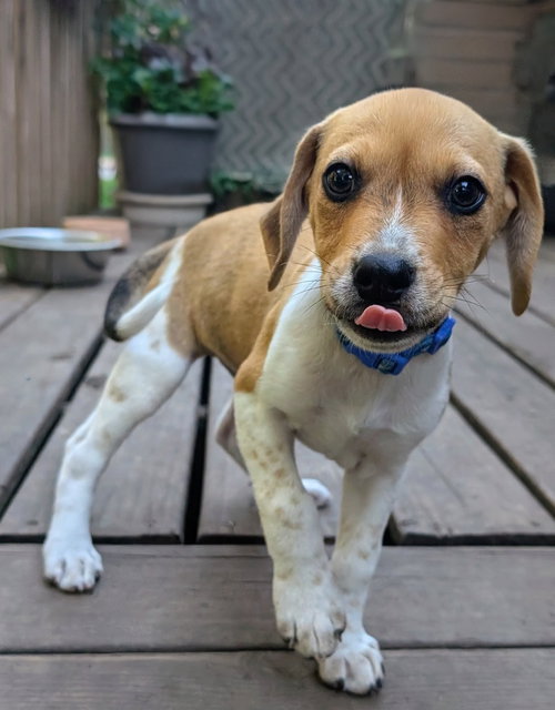 picture of the dog needing adoption