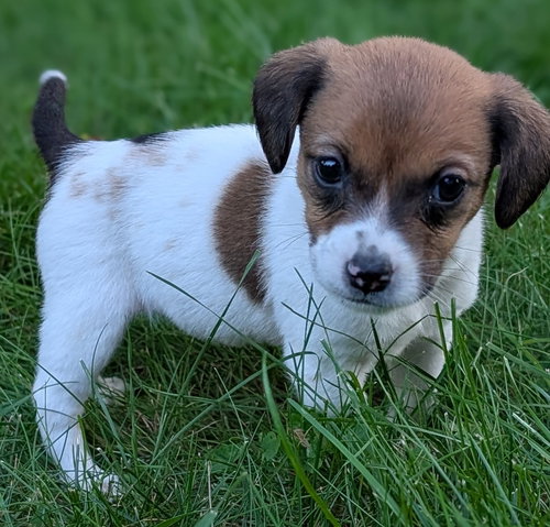Kika
