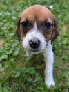 Kika