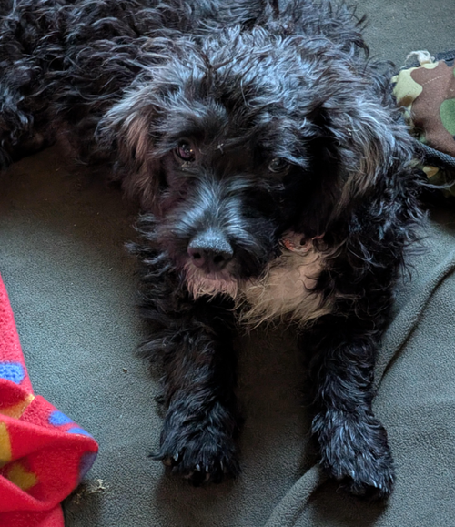 Otto