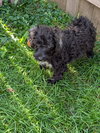 Otto