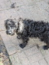Otto