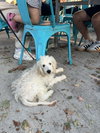 Falkor