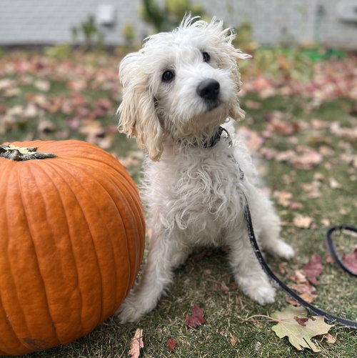 Falkor