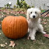 Falkor