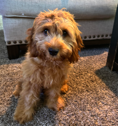 Alf