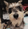 Gidget