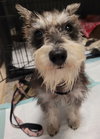 Gidget