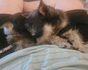 Gidget