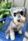 Gidget