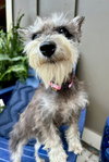 Gidget