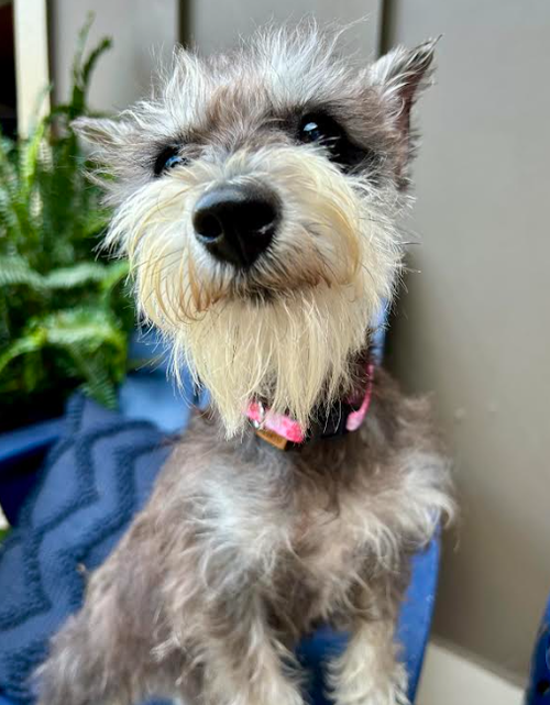 Gidget