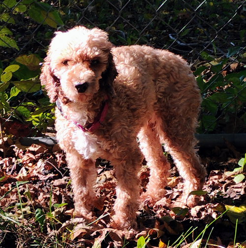 Coco