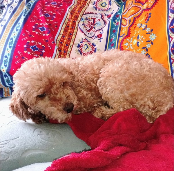 Coco