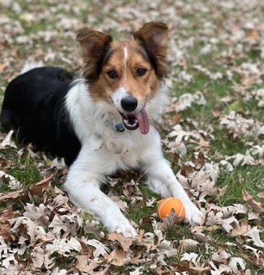 picture of the dog needing adoption