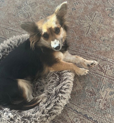 Nilla Bean
