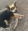 Nilla Bean - Photo 1