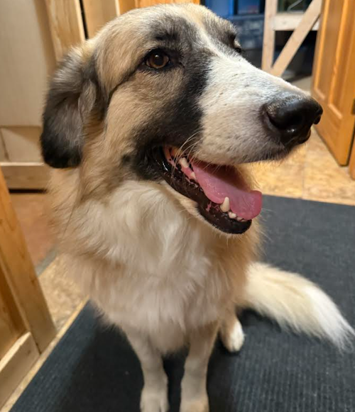 picture of the dog needing adoption