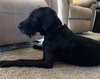 Addie