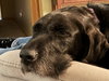 Addie
