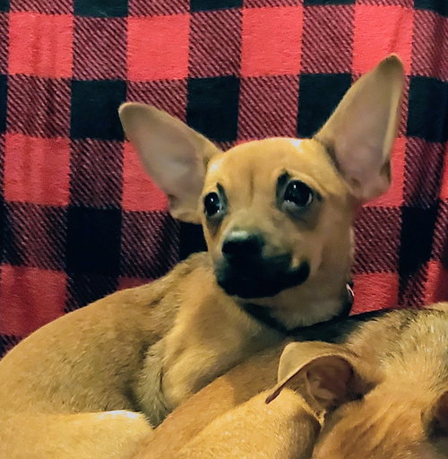 picture of the dog needing adoption