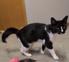 Mittens