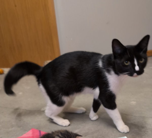 Mittens