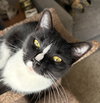 Mittens - Photo 1