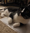 Mittens